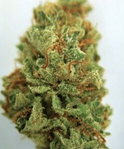 Dirty Girl Marijuana Weed